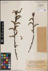 Foto von Salix erioclada H. Lév. & Vaniot